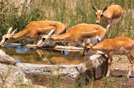 Gazelles